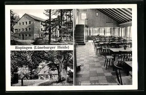 AK Bispingen / Lüneburger Heide, Jugendherberge, Aussen- und Innenansicht, 500 jähr. Linde