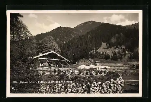 AK Rottach-Egern, Gasthaus Alpenwildpark gegen Wallberg