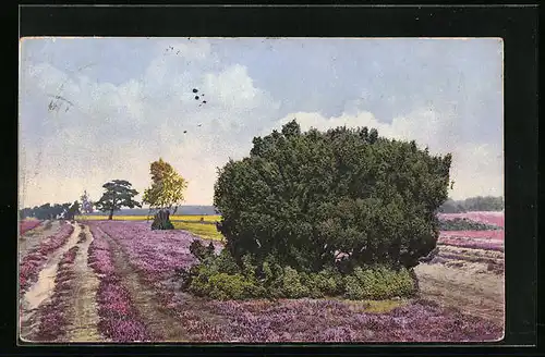 Künstler-AK Photochromie Nr. 3113: Blühende Heidelandschaft