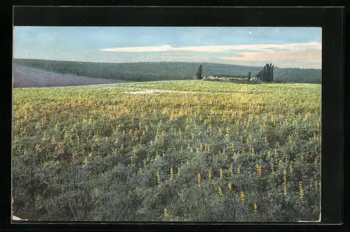 Künstler-AK Photochromie Nr. 1675: Blühende Felder