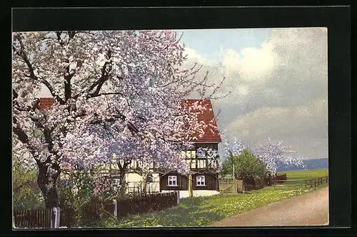 Künstler-AK Photochromie Nr. 4898: Blühende Obstbäume vor dem Haus