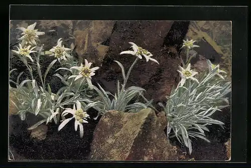 Künstler-AK Photochromie Nr. 1224: Felsenpartie mit Edelweiss