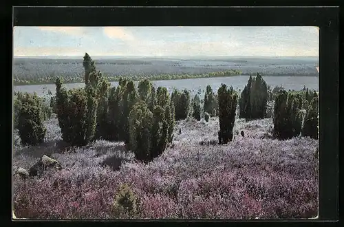 Künstler-AK Photochromie Nr. 1679: Blick über die Heidelandschaft