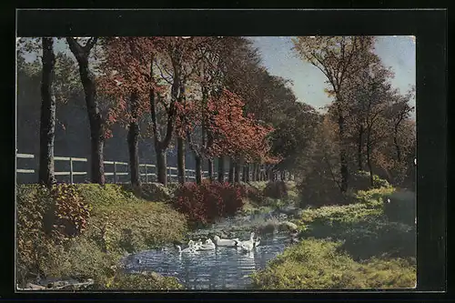 Künstler-AK Photochromie Nr. 2291: Gänse baden in einem Bach