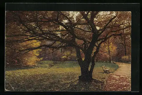 Künstler-AK Photochromie Nr. 5240: Herbstliche Parklandschaft