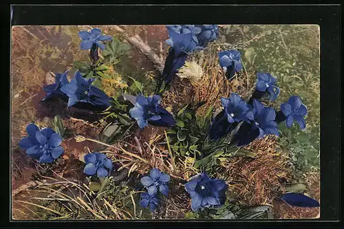 Künstler-AK Photochromie Nr. 1188: Gentiana verna