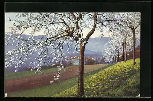 Künstler-AK Photochromie Nr. 4897: Obstbäume im Frühling