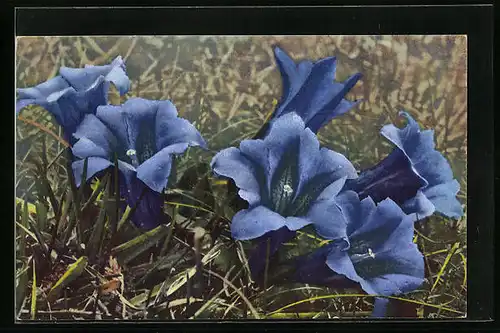 Künstler-AK Photochromie Nr. 1556: Gentiana acaulis, blaue Blüten auf der Wiese