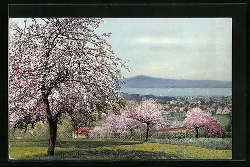 Künstler-AK Photochromie Nr. 3050: Blühende Obstbäume im Frühling