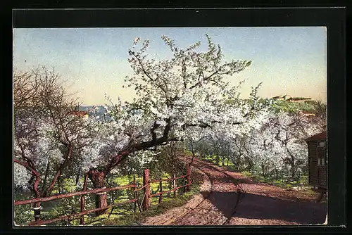 Künstler-AK Photochromie Nr. 2452: Obstbäume im Frühling