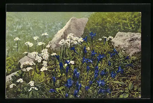 Künstler-AK Photochromie Nr. 942: Gentiana pumila, Blumen auf der Wiese