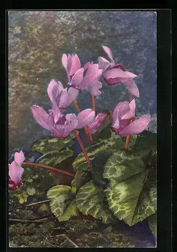 Künstler-AK Photochromie Nr. 1566: Cyclamen europaeum, Rosa Blüten in voller Pracht