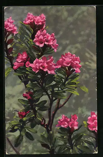 Künstler-AK Photochromie Nr. 1564: Rhododendron ferrugineum