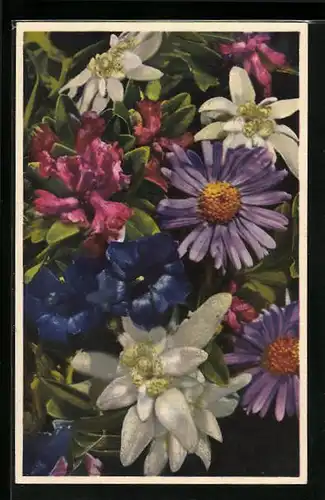 Künstler-AK Photochromie Nr. 1858: Grossblütiger Enzian, Alpenrose, Alpenaster und Rhododendron ferrugineum, Edelweiss