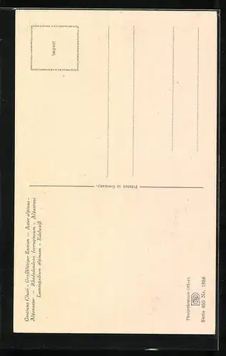 Künstler-AK Photochromie Nr. 1858: Grossblütiger Enzian, Alpenrose, Alpenaster und Rhododendron ferrugineum, Edelweiss