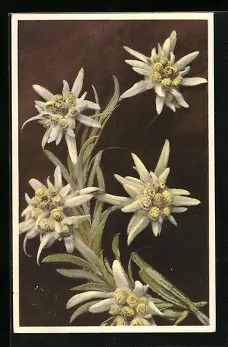 Künstler-AK Photochromie Nr. 1860: Edelweiss