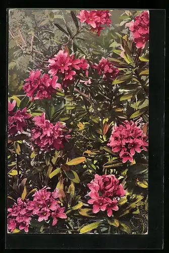 Künstler-AK Photochromie Nr. 448: Rhododendron ferrugineum