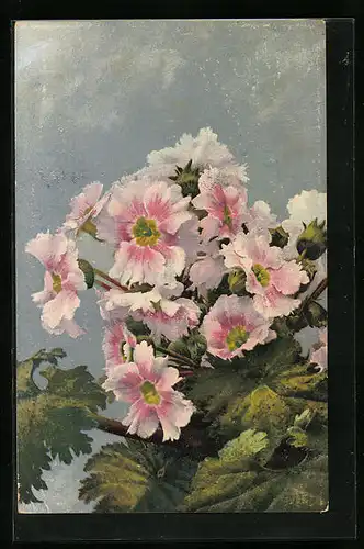 Künstler-AK Photochromie Nr. 846: Rosa Blüten vor blauem Hintergrund