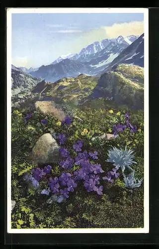 Künstler-AK Photochromie Nr. 1493: Gesporntes Veilchen am Gr. St. Bernhard