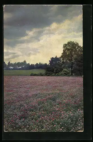 Künstler-AK Photochromie Nr. 2245: Blühende Wiese