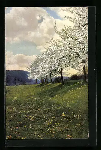 Künstler-AK Photochromie Nr. 3721: Blühende Obstbäume auf der Wiese