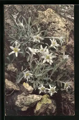 Künstler-AK Photochromie Nr. 446: Felspartie mit Edelweiss