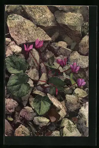 Künstler-AK Photochromie Nr. 951: Cyclamen europaeum