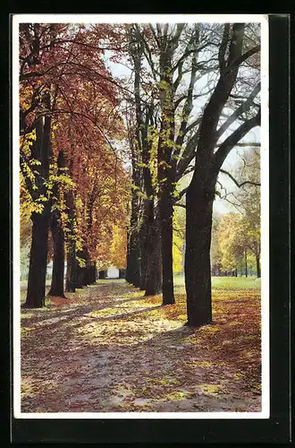 Künstler-AK Photochromie Nr. 5152: Herbstliche Allee