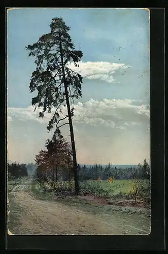 Künstler-AK Photochromie Nr. 1664: Bäume an der Landstrasse
