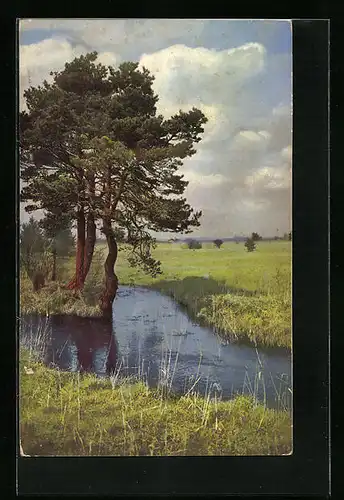 Künstler-AK Photochromie Nr. 2143: Bäume am Bachlauf