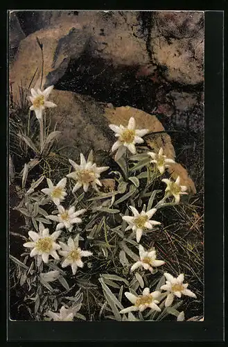 Künstler-AK Photochromie Nr. 1229: Felsenpartie mit Edelweiss