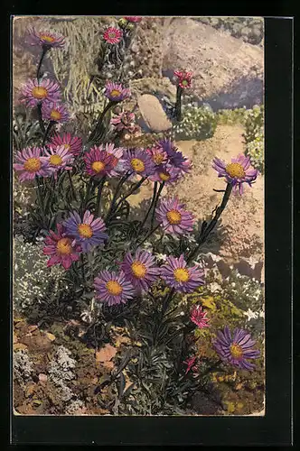 Künstler-AK Photochromie Nr. 1218: Aster alpinus im Gebirge