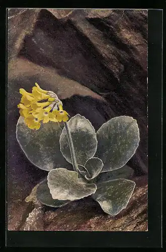 Künstler-AK Photochromie Nr. 1203: Primula auricula