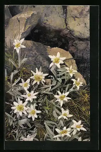 Künstler-AK Photochromie Nr. 1196: Felsenpartie mit Edelweiss