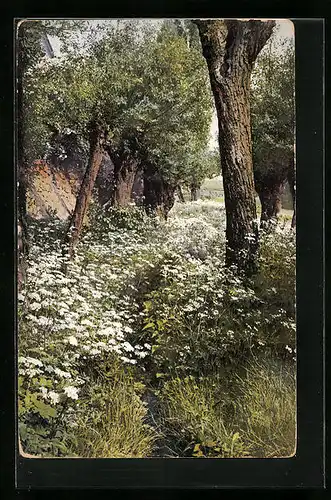 Künstler-AK Photochromie Nr. 1300: Blühende Wiese