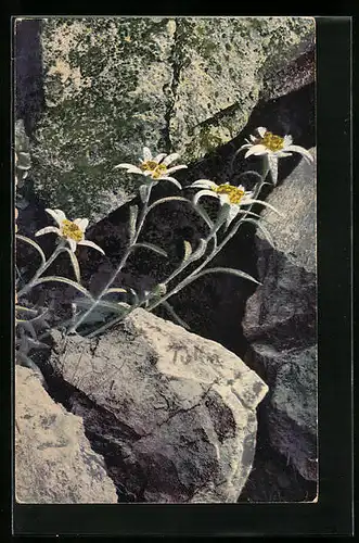 Künstler-AK Photochromie Nr. 1346: Edelweiss zwischen Steinen