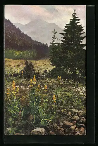 Künstler-AK Photochromie Nr. 1329: Blühende Gebirgswiese