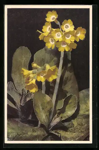 Künstler-AK Photochromie Nr. 1565: Primula auricula