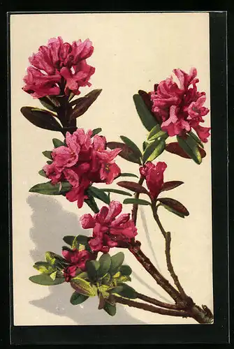 Künstler-AK Photochromie Nr. 1164: Prachtvolle rote Blüten
