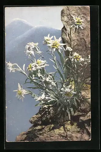 Künstler-AK Photochromie Nr. 447: Edelweiss im Gebirge