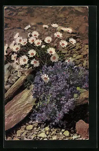 Künstler-AK Photochromie Nr. 519: Chrysanthemum alpinum, Linaria alpina