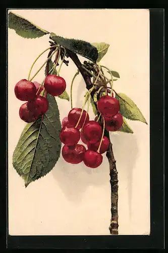 Künstler-AK Photochromie Nr. 1119: Rote Johannisbeeren