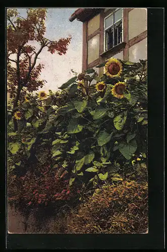 Künstler-AK Photochromie Nr. 4194: Sonnenblumen vor dem Haus