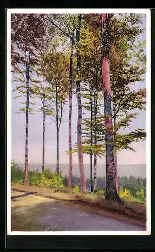 Künstler-AK Photochromie Nr. 5383: Bäume am Strassenrand