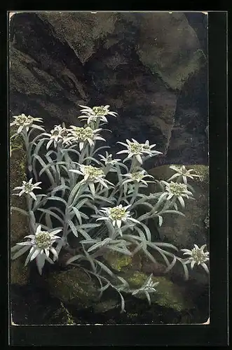 Künstler-AK Photochromie Nr. 770: Felsenpartie mit Edelweiss