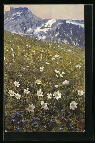 Künstler-AK Photochromie Nr. 774: Blumenwiese im Gebirge