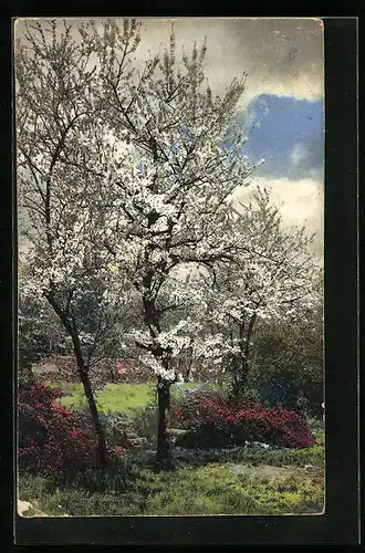 Künstler-AK Photochromie Nr. 1853: Blühende Bäume im Frühling