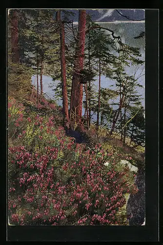 Künstler-AK Photochromie Nr. 762: Blühende Sträucher am Waldrand