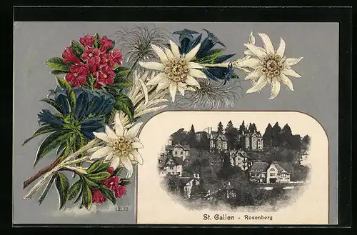 AK St. Gallen, Rosenberg mit Edelweiss
