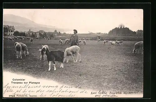 AK Colombier, Troupeau sur Planeyse